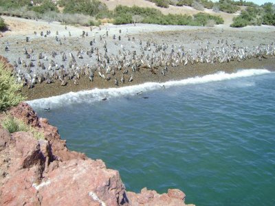 פאזל של Punta Tombo. Chubut. Argentina