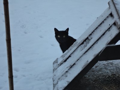 chat dans la neige