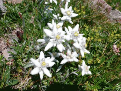 Edelweiss