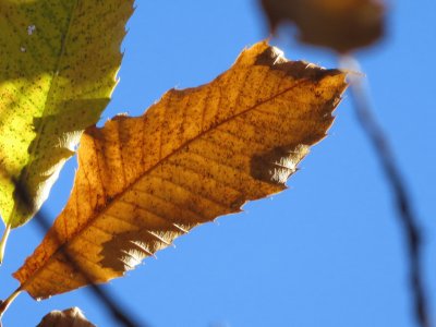 foglie di castagno