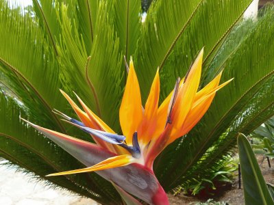 Strelitzia