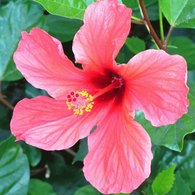 hibiskus