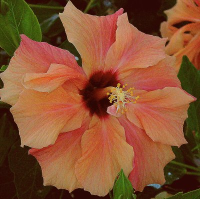 hibiskus