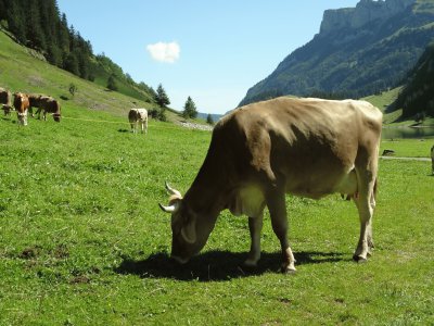 Am Seealpsee