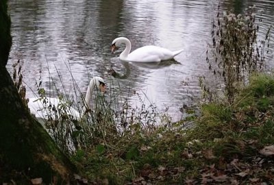 swan in lake