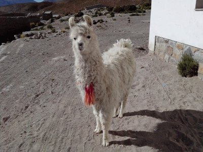 llamita jujeÃ±a