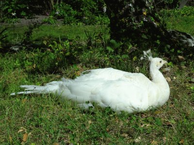 Trauttmannsdorf weisser Pfau