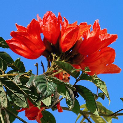 afrikanischer tulpenbaum