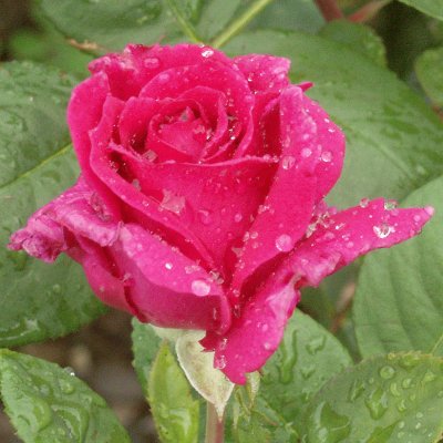 rose in the rain