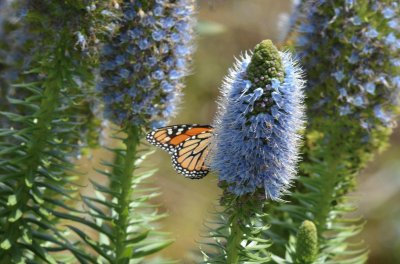 der besucher / madeira