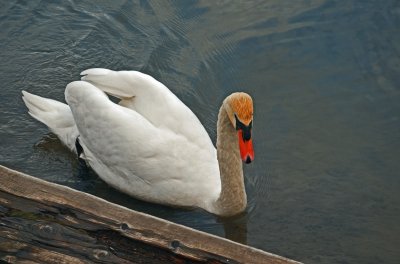 der schwan