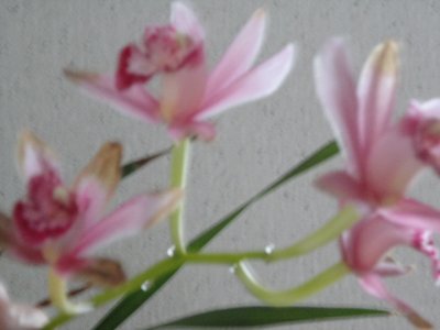 orchidÃ©e