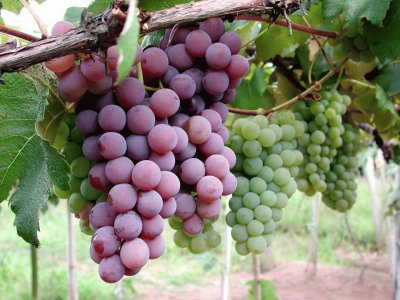 Uvas