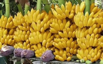 Bananas