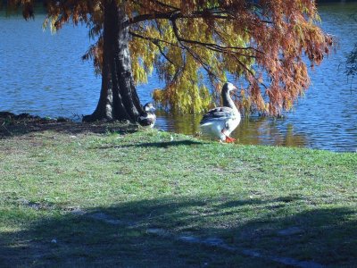 patos bonaerenses