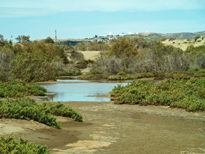 dunas maspalomas