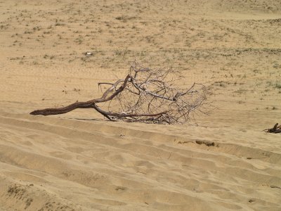 dunas maspalomas