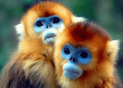 monos de cara azul