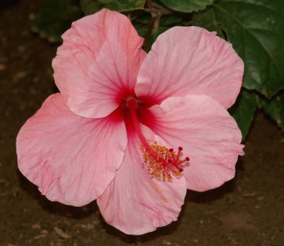 hibiskus