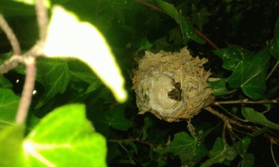 colibrÃ­es reciÃ©n nacidos