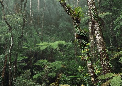 Borneo Rainforest