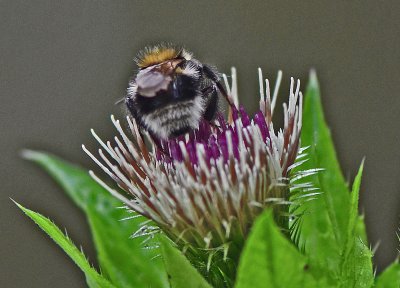 hummelbesuch