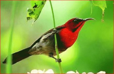 PAJARO COLORADO