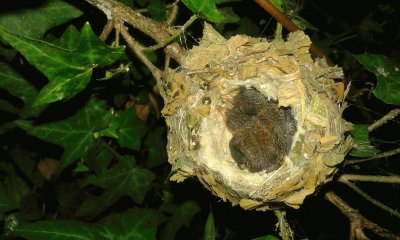 colibrÃ­es en crecimiento