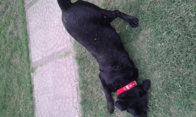 labrador estrenando collar