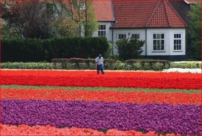 CULTIVO DE TULIPANES