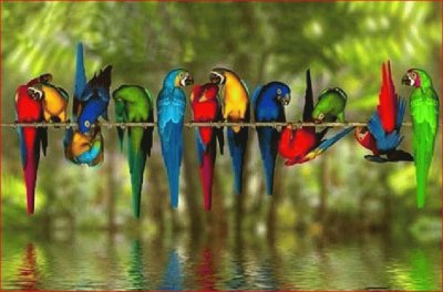 PERICOS DE COLORES