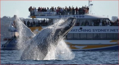 BALLENAS EN SYDNEY