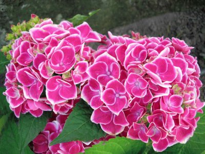 hortensias  bouquet