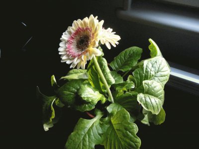 gerbera