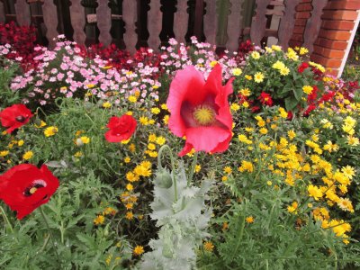 Papola e Flores diversas