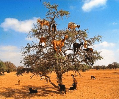 el arbol  de  las  cabras