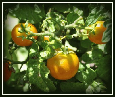 tomates cherry