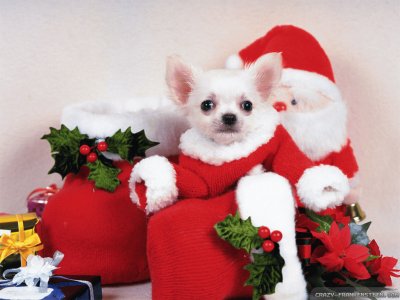 Adorable Christmas Puppy