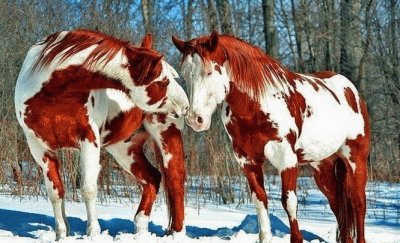 chevaux