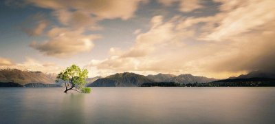 El Arbol Solitario