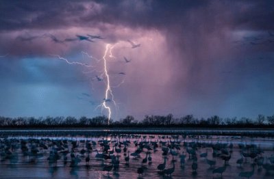 Grullas en Nebraska