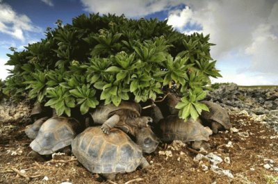 Tortugas protegiÃ©ndose del Sol