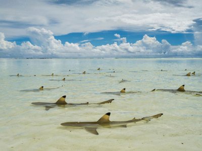 Tiburones en las islas Seychelles