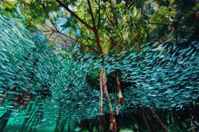 Sardinas, Arrecifes de Coral, Cuba