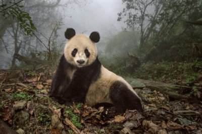 Panda Gigante