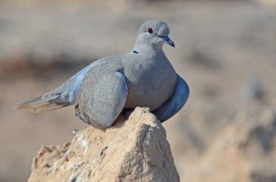 Fuerte Ventura