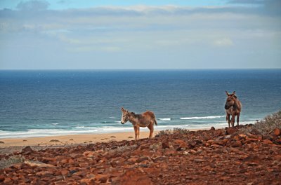 Fuerte Ventura