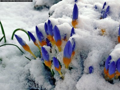 Crocus Popping Up Through the Snow