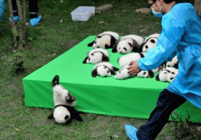 Cachorros de Panda en China