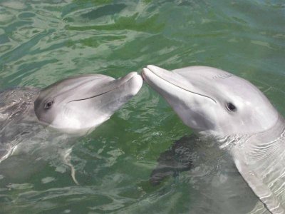 delfines